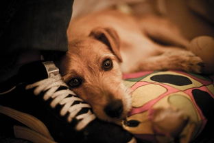 如何面对宠物的离去：一场关于爱与告别的旅程