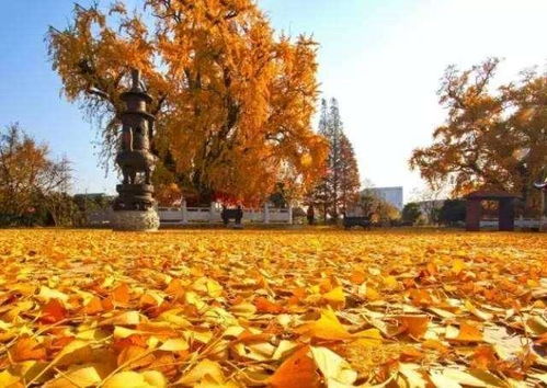 湖南一中学门口三百年古银杏树被砍，背后真相令人深思