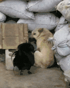 公鸡啄伤女子，她一怒之下狂揍公鸡，结局却让人哭笑不得