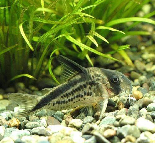 广西贵港持续干旱：农田裂缝拳头大，91岁奶奶感叹几十年未见