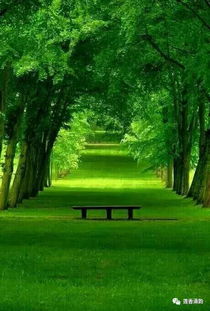 绿色之中，有生命的回响