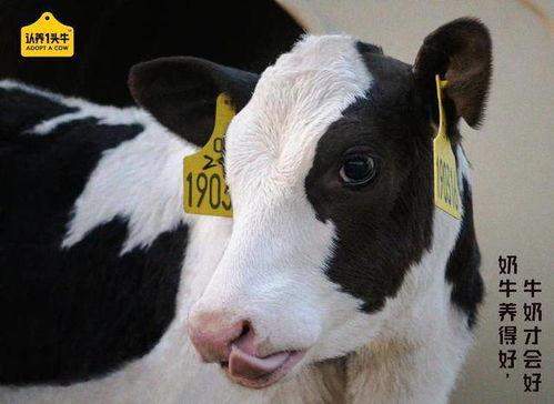 认养一头牛广告风波：致敬还是讽刺？打工人的内心独白