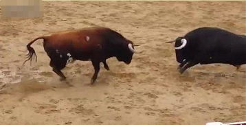 两头牛对撞一头当场昏迷倒地，背后真相令人深思