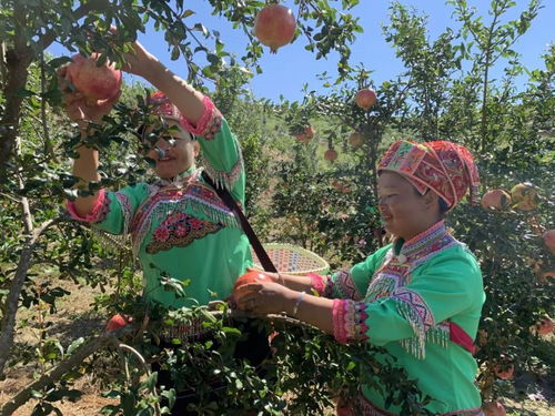 与石榴林的奇妙缘分：守护自然馈赠的生命之树