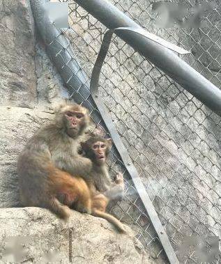 藏在华佗山上的10元动物园，一场说走就走的奇妙冒险