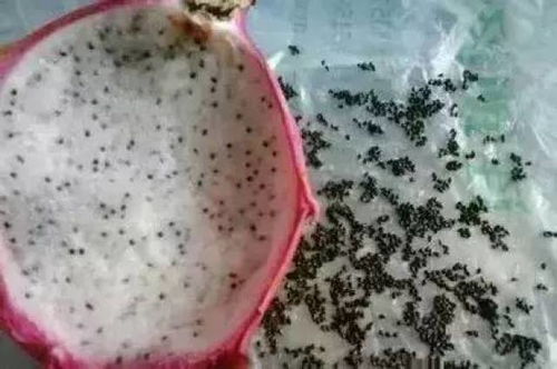 再也买不到毛毛果了：一段温暖与遗憾交织的故事