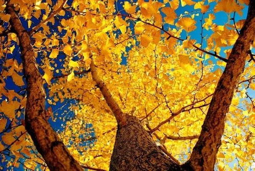 湖南300年银杏树遭盗砍，校方回应值班保安被骗，责任归谁？