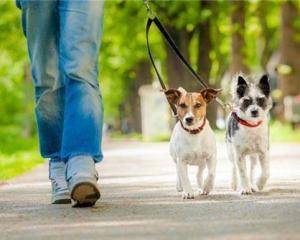 郑州辟谣禁止早晚遛狗：文明养犬与城市和谐共存