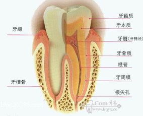 原来牙齿的神经长这样：从酸疼到拔牙，你了解它的秘密吗？