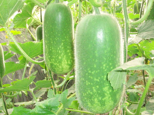 新品种西瓜硬到180斤大汉踩不烂，吃瓜群众惊呆了！