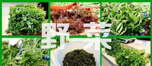 美国人已经开始薅野菜了？真相可能让你大吃一惊