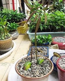 摊贩为争路权与公交车僵持，背后是城市管理的难题