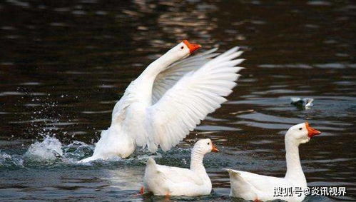 为什么鹅蛋这么少人吃？原来背后有这么多原因