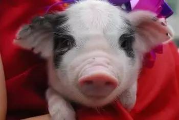 荣昌猪小伙返乡创业，被书记认出后的故事