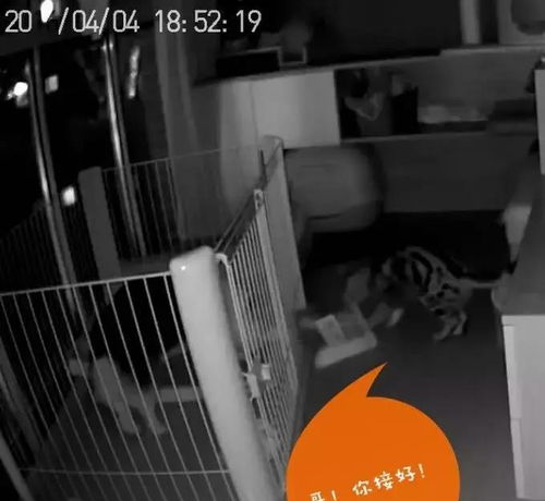 贵价面包为何被疯抢？有人竟买3个冰箱囤货！