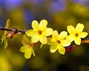 迎春的春天（8）：与春天的每一次邂逅都值得珍藏