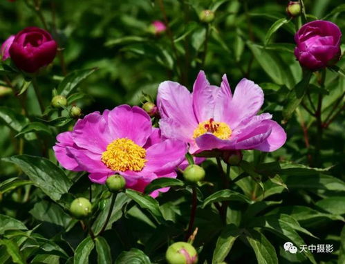 四月芳菲尽，芍药始盛开