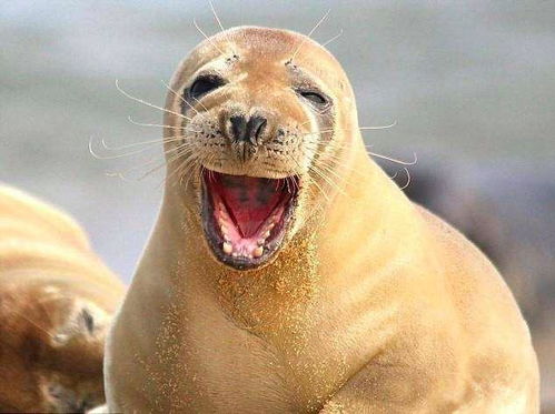 野生小海豹被游客投喂后不愿离开，背后的故事令人深思