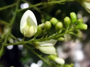 槐花的吃法大揭秘，清香扑鼻的美味不容错过