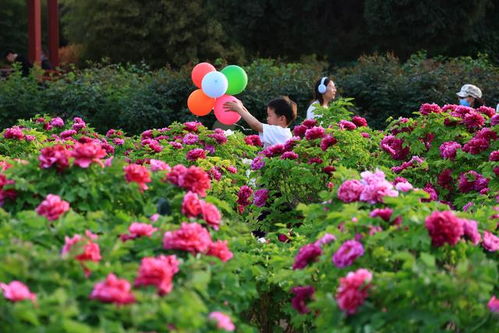 人民公园赏牡丹：一场与国色天香的邂逅