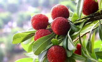 小杨梅的震惊发现：19年不知自己非亲生，真相竟是如此残酷