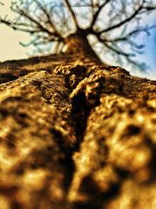 被家门口的树暗算了，这次百度真的躺枪了