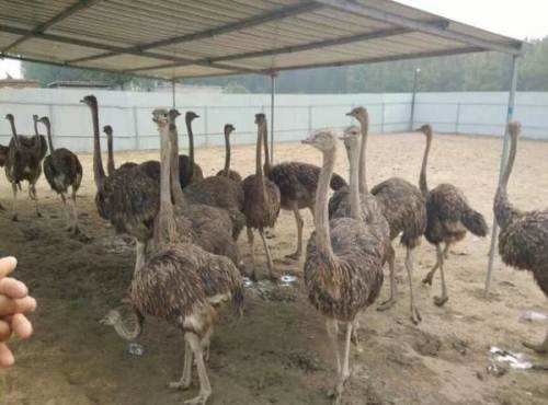 鸵鸟蛋到底有多硬？揭开这枚“巨无霸”的秘密