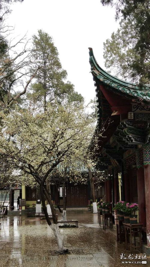 春日喜雨：一场与杜甫跨越千年的共鸣