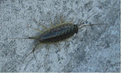 房间鼠妇虫太多怎么办？教你几招轻松搞定！