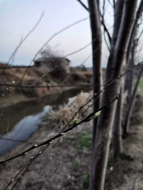 枯枝发新芽：生命的力量从未停止