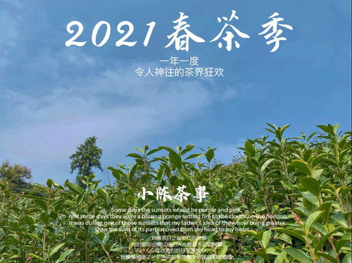 2025年春茶行之茶山后记：一场与自然的深情对话