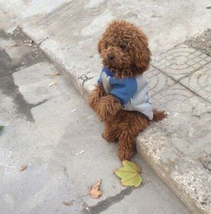 狗狗回家遇挡路同伴一跃而过：暖心故事背后的感动