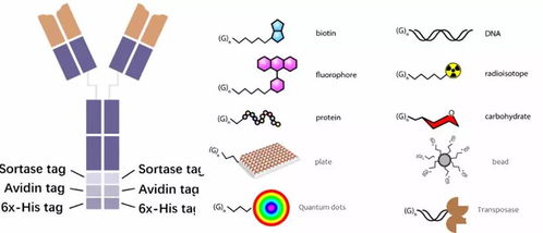 抗体研究：从基础科研到技术突破的探索之旅