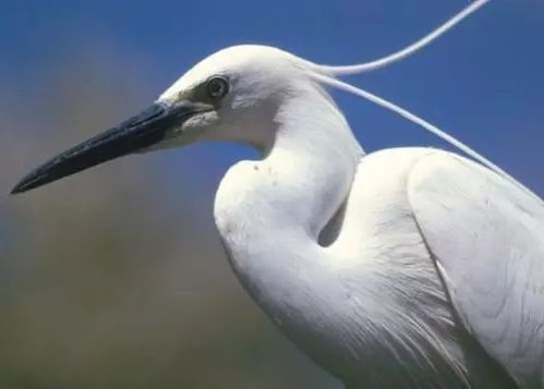 吧友救助白鹭养大后成贴心伙伴：人与自然的暖心故事