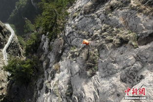 悬崖上的耕作：大爷用行动诠释坚韧人生