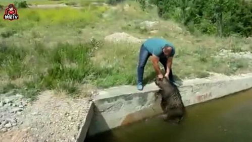 男子徒手扑倒野猪：背后的故事与反思