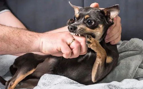 狗子打架打赢叼乌梢蛇给主人：勇敢的小黑故事