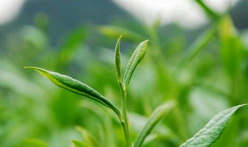 春茶正当时：从女足姑娘到春日茶香