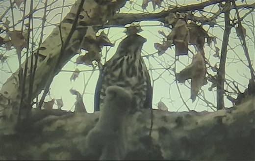 西湖边的松鼠为何成了“松猪”？投喂野生动物背后隐藏哪些危害？