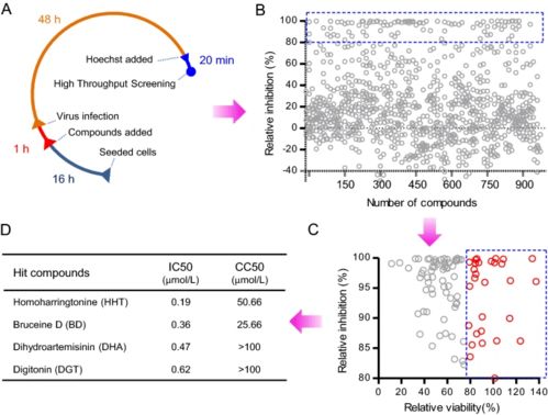 慢病毒载体与绿色荧光蛋白：一场细胞实验的奇妙之旅