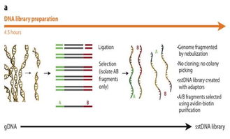 三代测序技术100问（1）：NGS与第三代测序，如何做出明智选择？