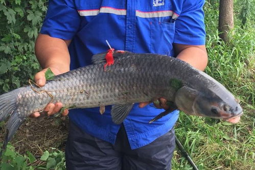 安徽的55岁“鱼王”：一条鱼串起的传奇人生