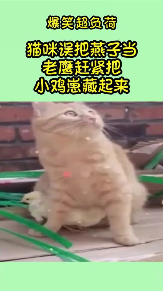 老人误下单550只小鸡崽，女儿求助商家无果后的反思