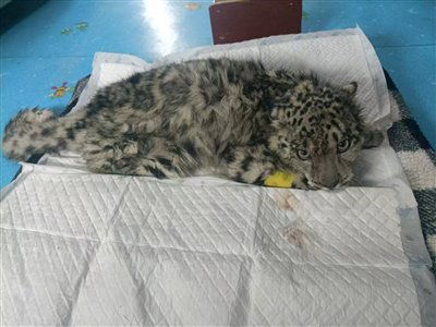 青海获救雪豹“凌小蛰”体重逐步增加，恢复基本跳跃能力