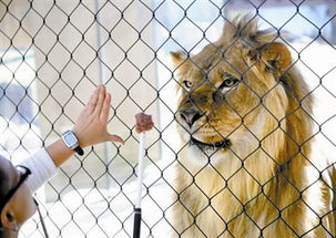 为什么0.1KG以上动物没有螳螂虾那样的前肢武力输出？