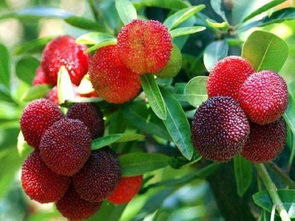 小杨梅谈未来规划：从自立门户到海外布局