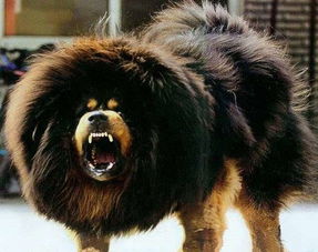 藏獒幼崽一生气眼睛竟会变成红色，背后的故事让人泪目