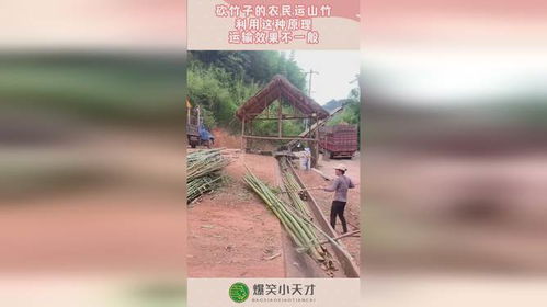 贵州赤水“整改复耕”背后：竹子砍了地却种不上，形式主义惹争议