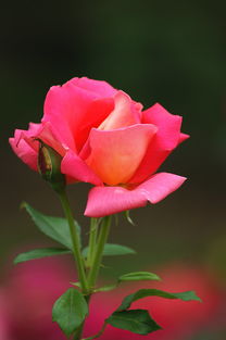 月季花开正当时，南昌滨江月季园的浪漫春日