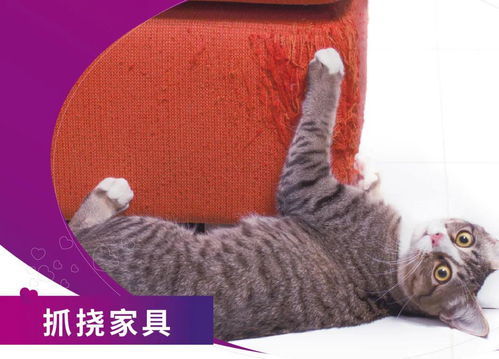 网红“猫一杯2.0”：从吸粉到封禁，一场网络谣言的代价